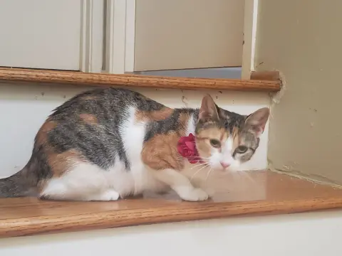 Antoinette thumbnail 4