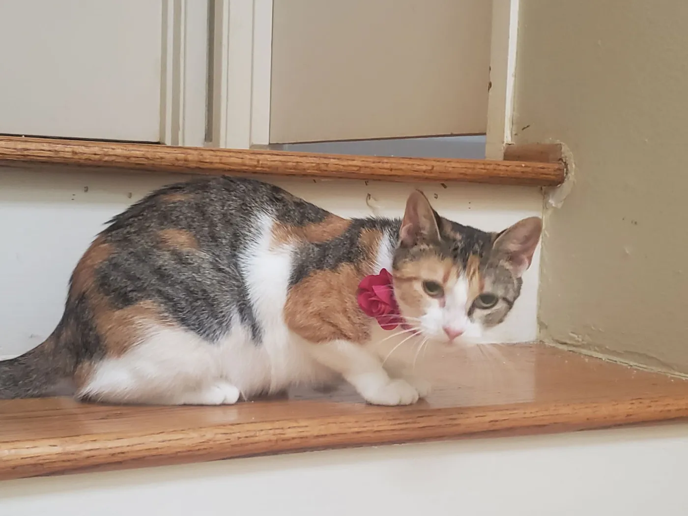 Antoinette - Photo 4