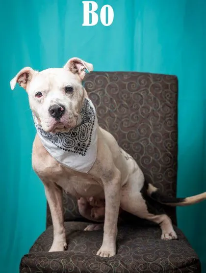 Bo - Photo 1