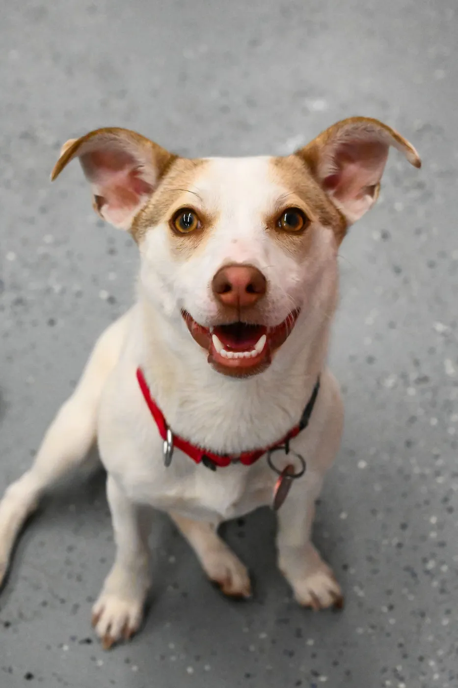 Hatti Havana - Photo 1