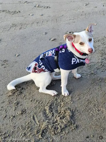 Hatti Havana thumbnail 2