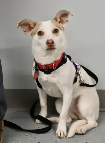 Hatti Havana thumbnail 4