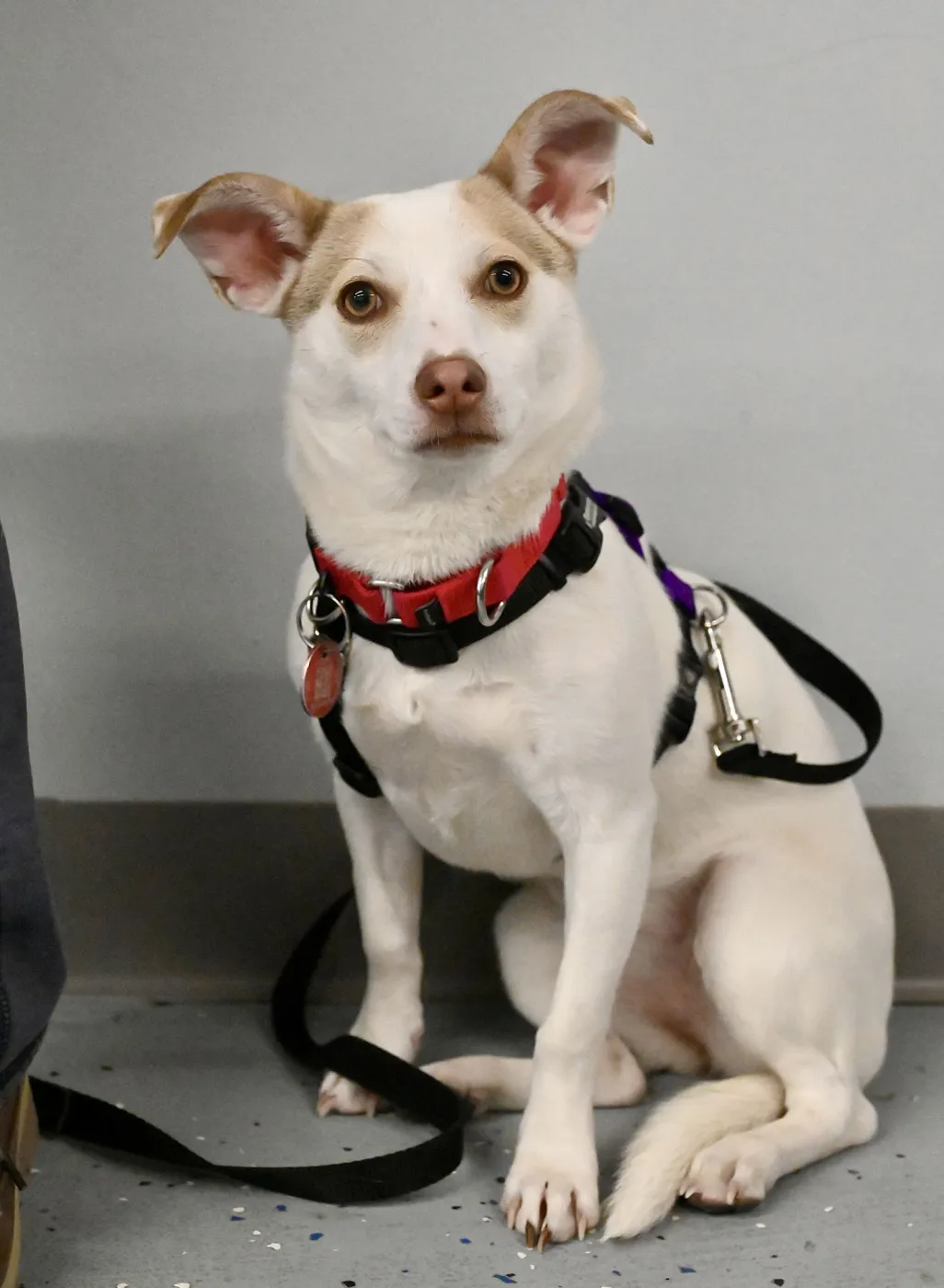 Hatti Havana - Photo 4