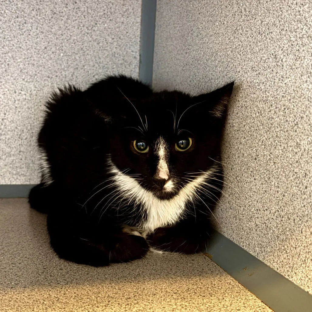 Mr. Crawley - Photo 1