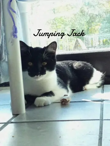 Jumping Jack thumbnail 3