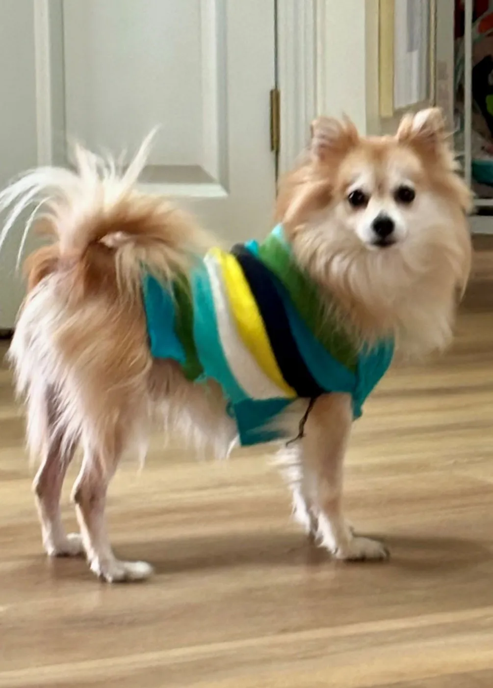 Tinkerbell - Photo 3