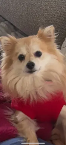 Tinkerbell thumbnail 4