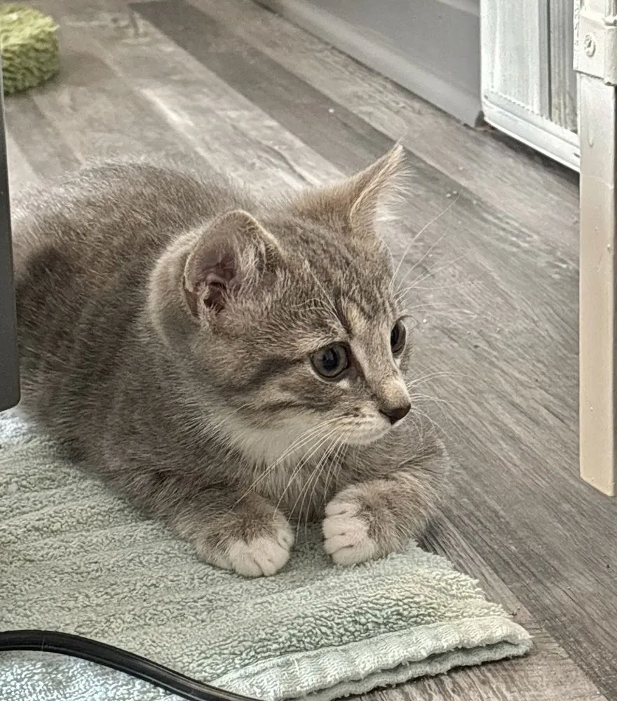 Honey Smacks - Photo 2