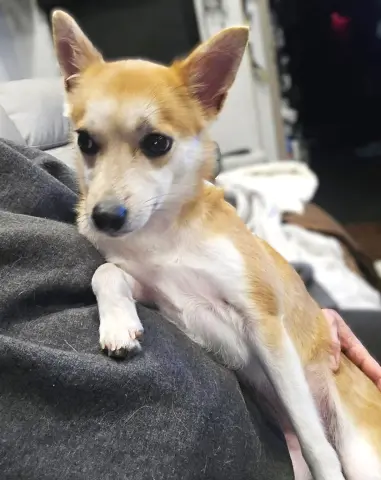 Foxy Girl thumbnail 4