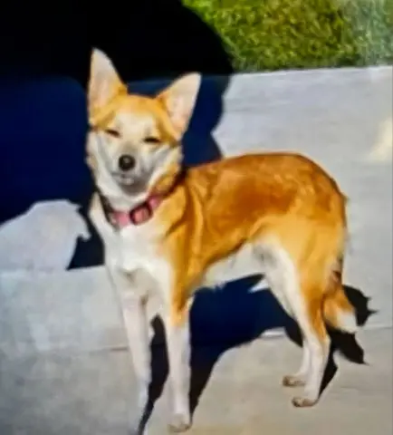 Foxy Girl thumbnail 5