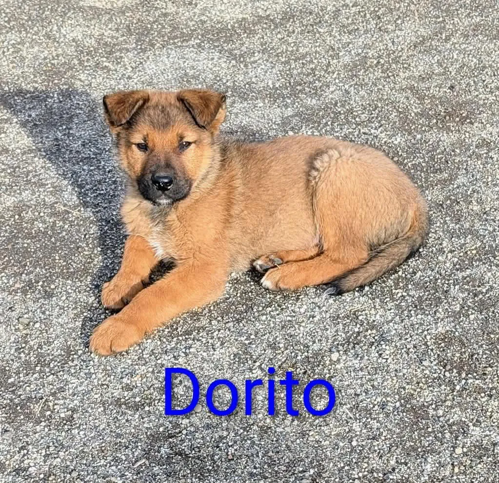 Dorito - Photo 3