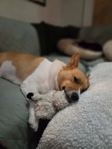 Snickers thumbnail 4