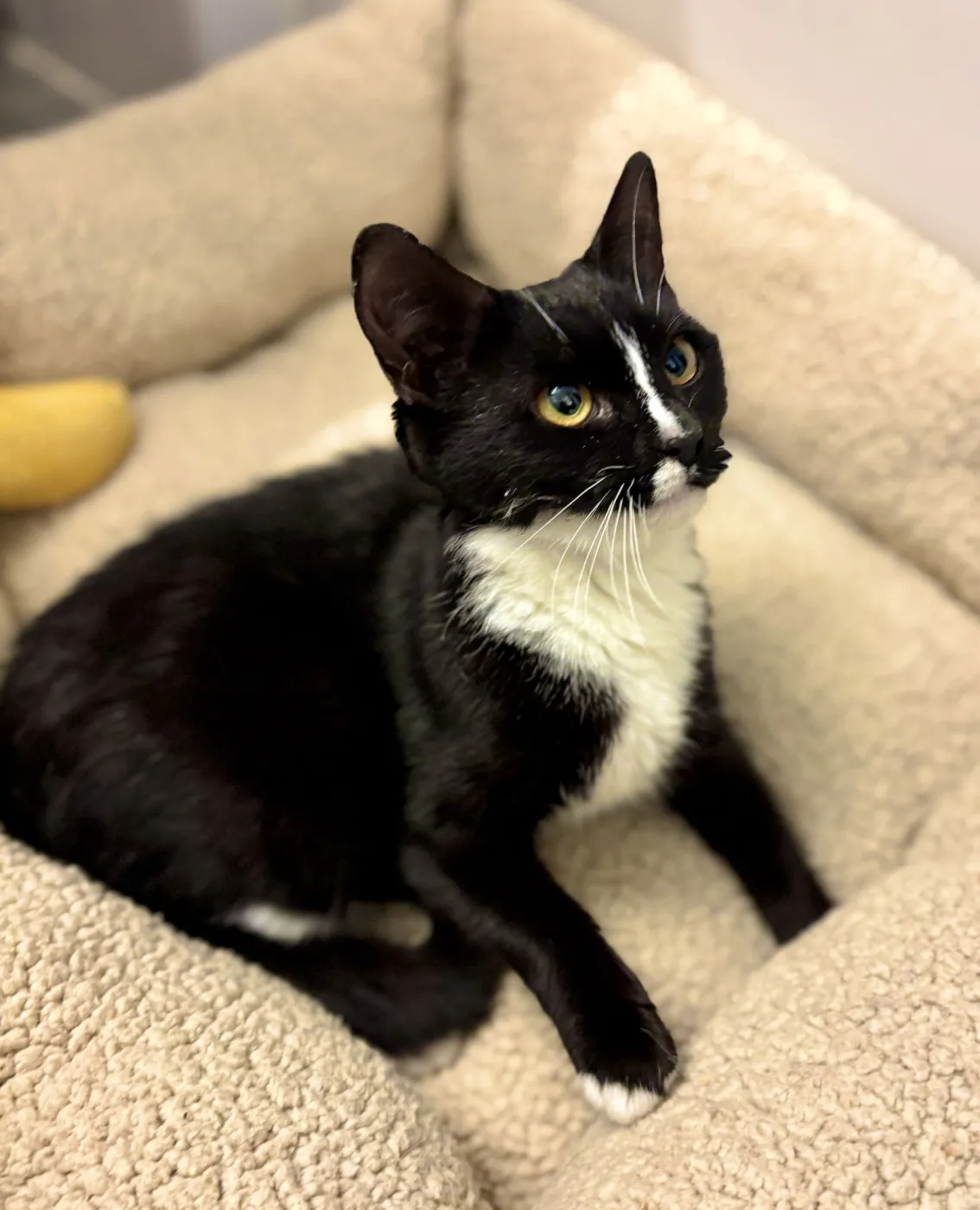 Miss Tibbles - Photo 2