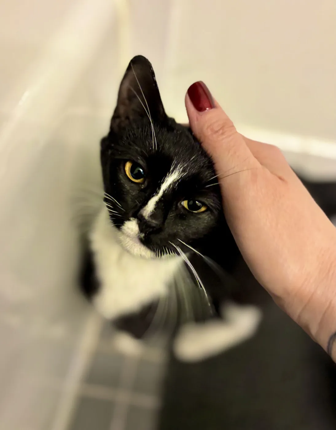 Miss Tibbles - Photo 3