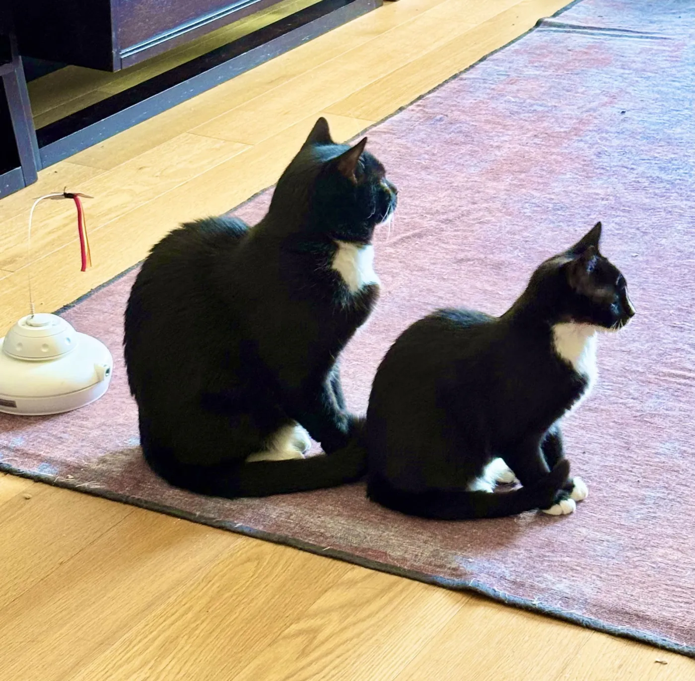 Miss Tibbles - Photo 4