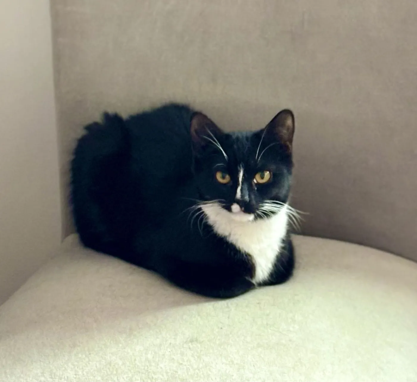 Miss Tibbles - Photo 5