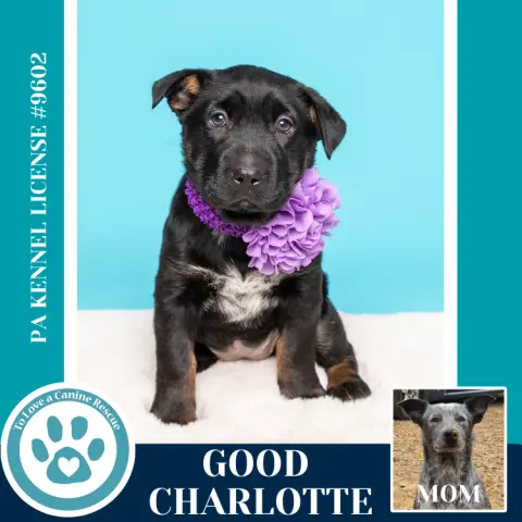 Good Charlotte thumbnail 3