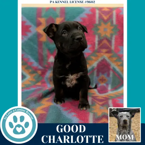 Good Charlotte thumbnail 4