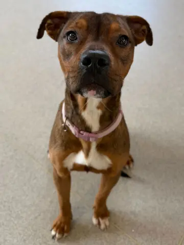 Penelope thumbnail 2