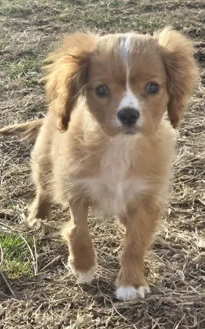 Butterfinger thumbnail 2