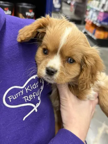 Butterfinger thumbnail 3