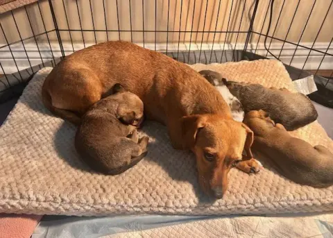 Biscuit Boy thumbnail 5