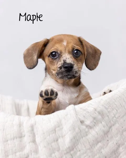 Maple Girl - Photo 2