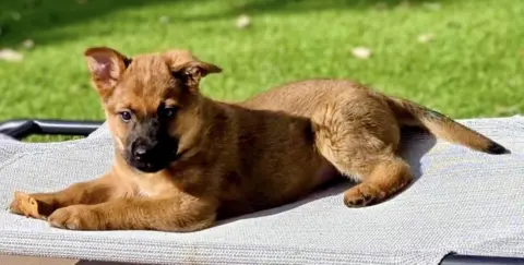 Remington thumbnail 3