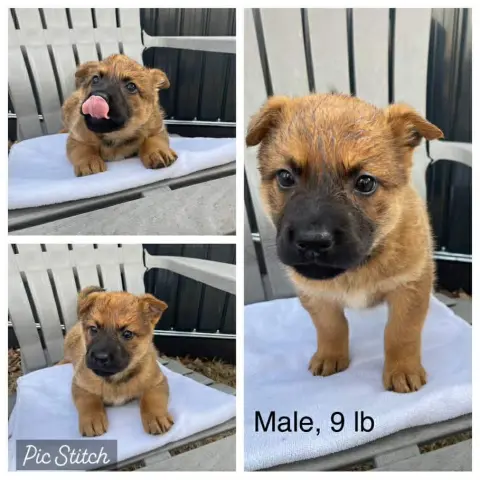 Remington thumbnail 4