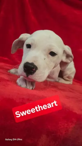 Sweetheart thumbnail 3