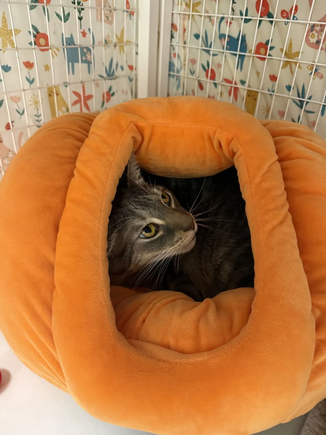 Bubba Sparxx - Photo 3