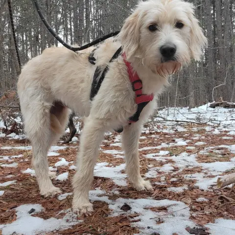 Henrietta thumbnail 2