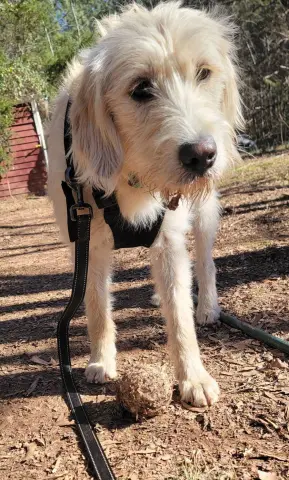 Henrietta thumbnail 3