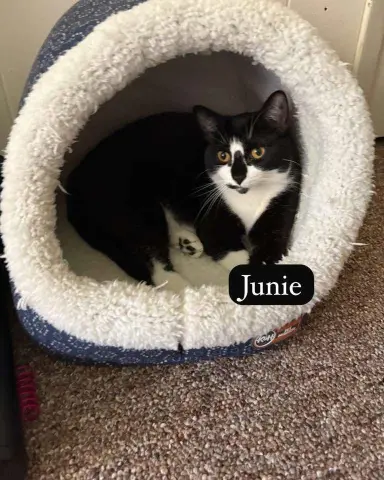 Junie thumbnail 2