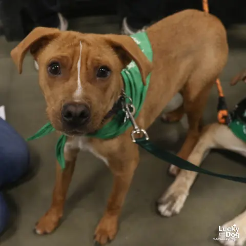 Spartacus thumbnail 2