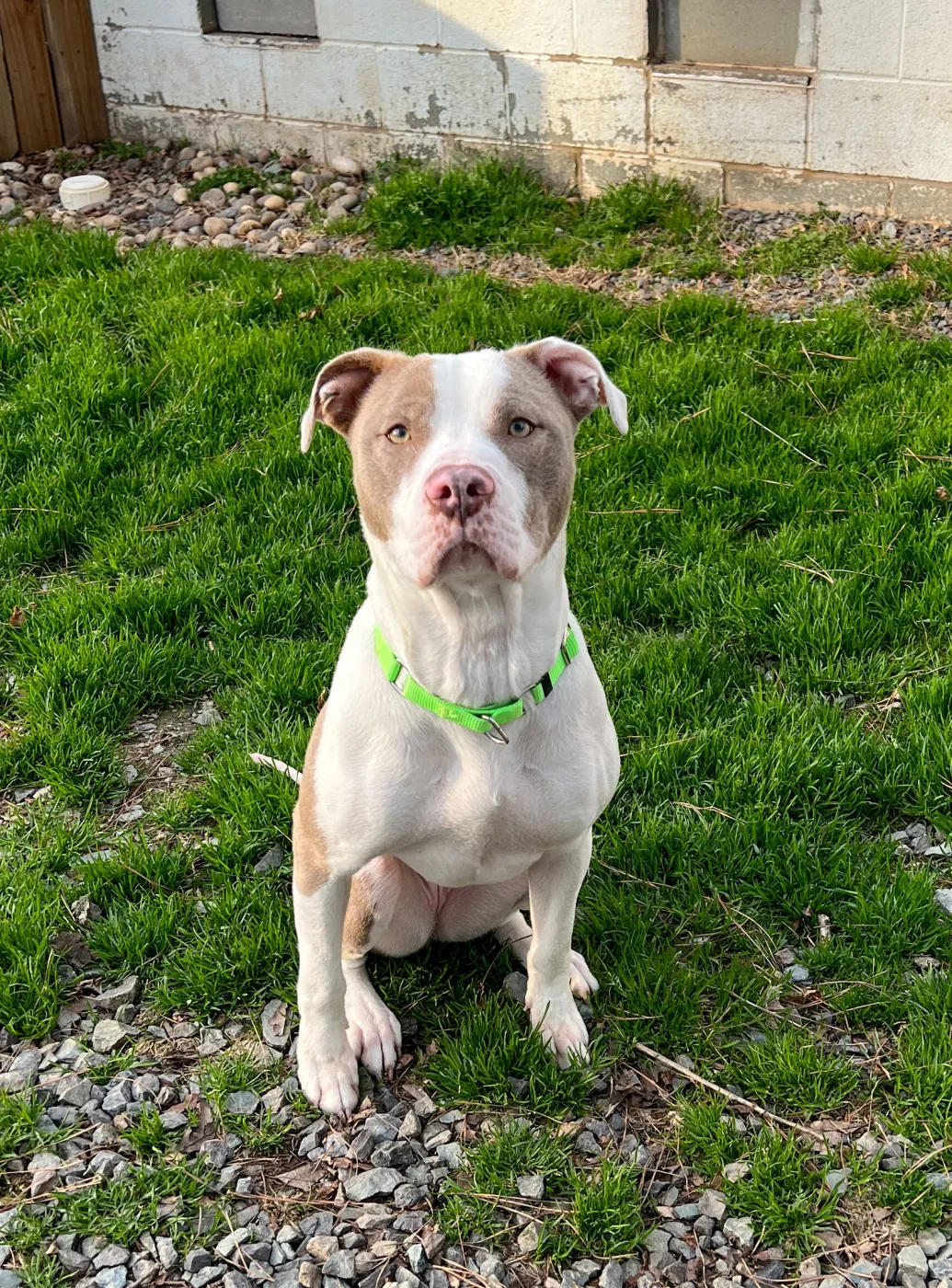 Luna Lovegood - Photo 1