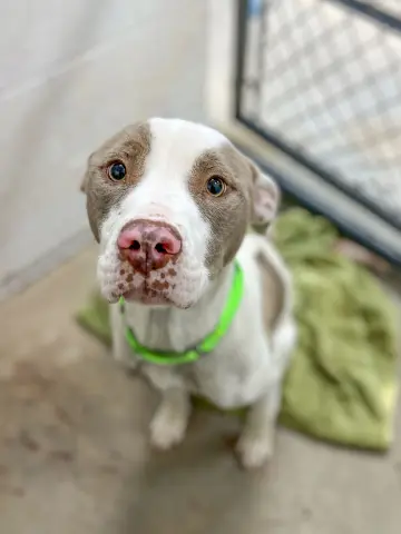 Luna Lovegood thumbnail 2