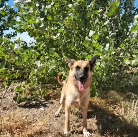 Pine Cone thumbnail 4