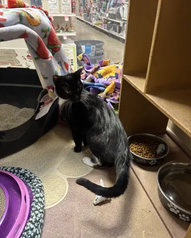 Sporty Spice thumbnail 4