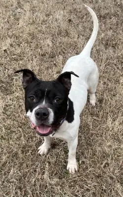 Strawberry Popsicle thumbnail 2