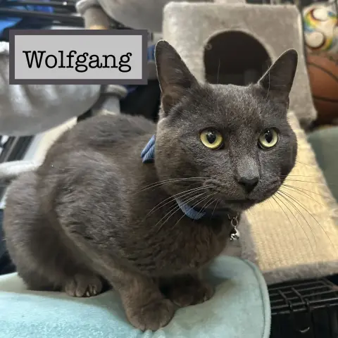Wolfgang