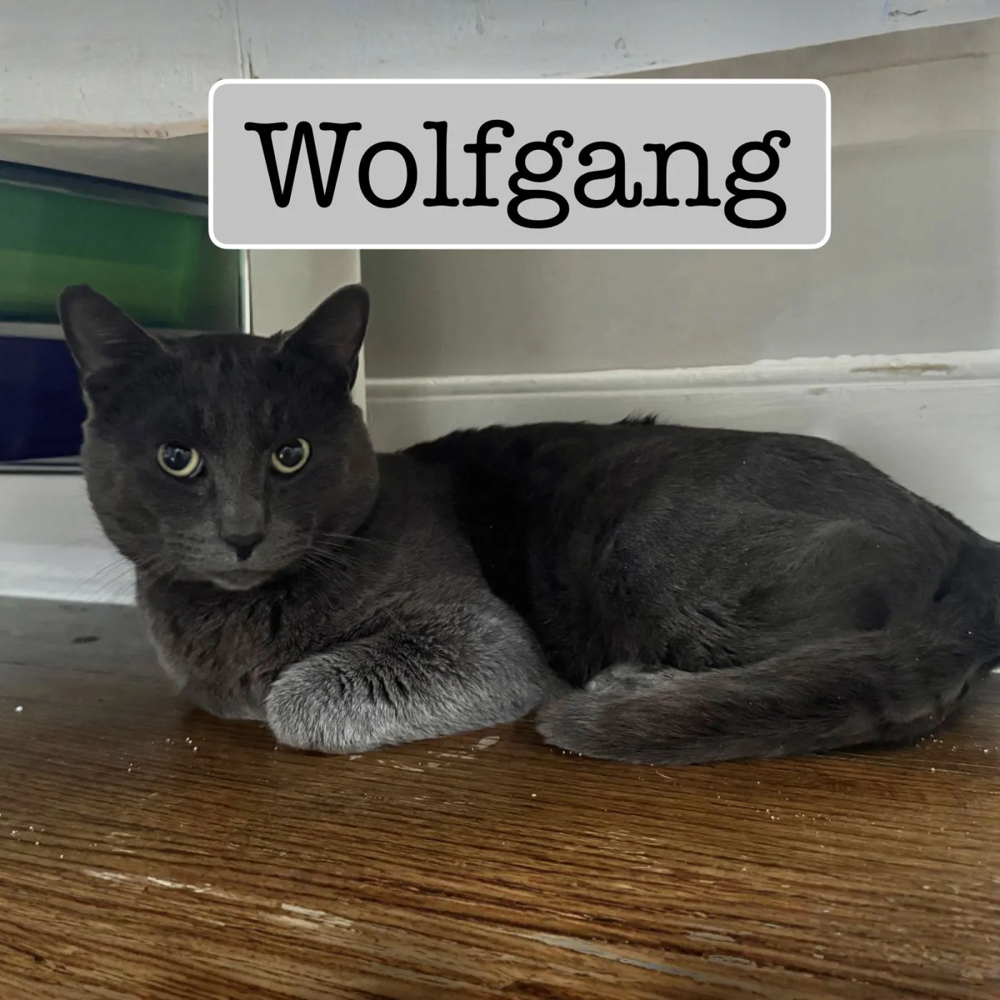 Wolfgang - Photo 3