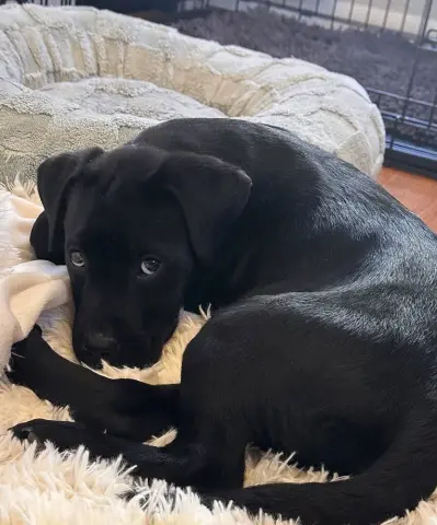 Couscous thumbnail 3