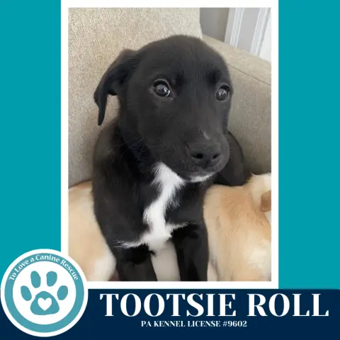 Tootsie Roll thumbnail 2