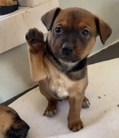 Leprechaun thumbnail 2