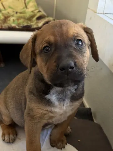 Leprechaun thumbnail 3