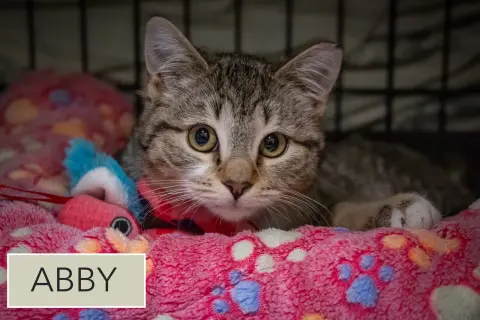 Abby thumbnail 2