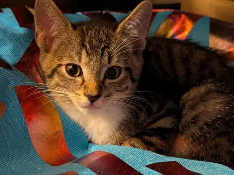 Pop Tart thumbnail 4