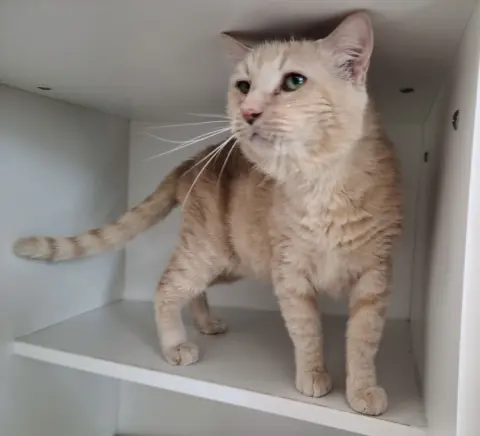 Cheese Goblin thumbnail 2