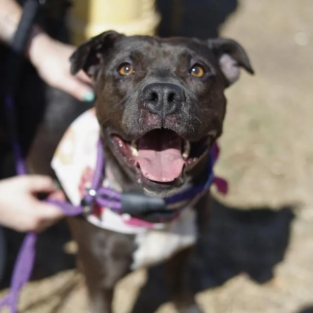 Pupasaurus - Photo 1